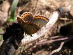 imagenesdeasturias.com Dospuntos