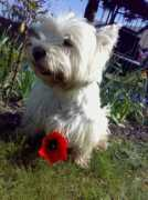 galerie.mobilmania.cz Dosz