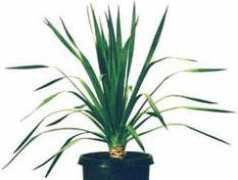 Dracaena