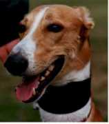 fastdogs.com Dragostea