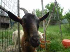 louisdressner.com Dressner