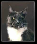 purrfectcoon.at Druci
