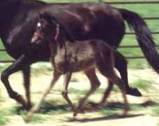 gaitedhorses.net Ducle