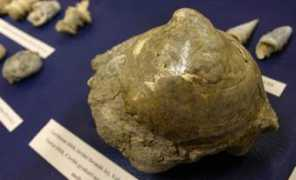 paleo.elte.hu Dudari