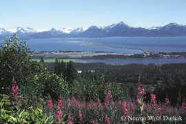alaskawildrose.com Dudiak