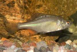 sevcikphoto.com Duhova