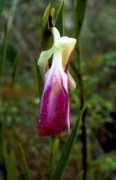 sobralia.autrevie.com Dunsterville