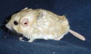 simonsrodents.co.uk Dupras