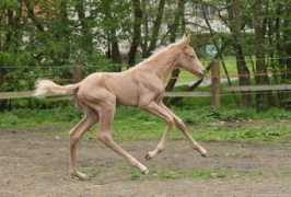 Durmush