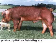 Duroc