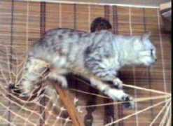 mac.citycat.ru Duvakin