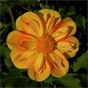 dahlias.com Duzzit