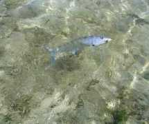 discover-eleuthera-bahamas.com Dyrszka