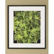 thisnext.com Echeveria