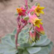 theimagegallery.co.uk Echeveria