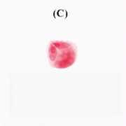 Ecloud