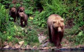 allalaska.com Ecotours