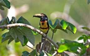 pattyscasitas.com Ecotours