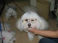 ikemura-petclinic.com Edeli