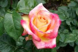 Edelrose