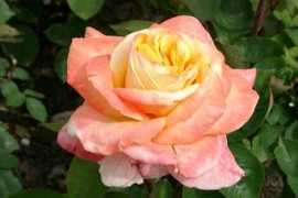 Edelrose