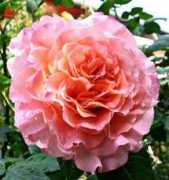 Edelrose