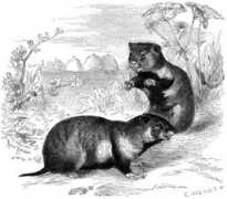 ephemeris.alcuinus.net Edmundi