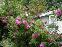 millennialliving.com Edralyn