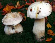 boletales.com Edulis