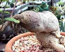 karacactus.com Edulis
