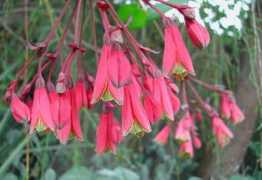 strangewonderfulthings.com Edulis