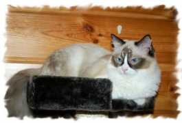 twistand.com Edwiina