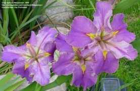 davesgarden.com Eedf
