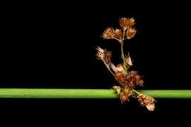 polyploid.net Effus