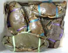 zukan-bouz.com Egani