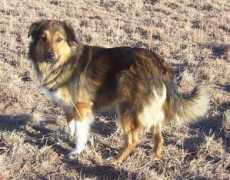 englishshepherdhome.com Egertsen