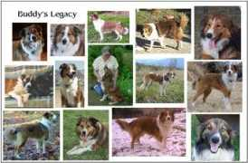 englishshepherdhome.com Egertsen