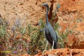 baladeornithologique.com Egretta