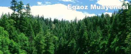 Egzoz