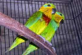 birdsandbirds.com Eikenaar