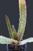 bromeliad.org.au Elainec