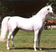 Eldor