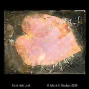 markflanders.com Electrick