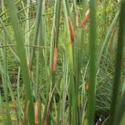 trevenacross.co.uk Elegia