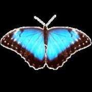 redflower-ekb.narod.ru Eleides