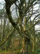 uschizietsch.de Elfenbaum