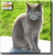 catoftheday.com Elgee