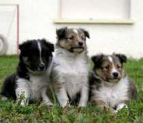 collie-online.com Eliak