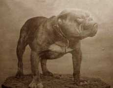 bulldogpedigree.com Eliber