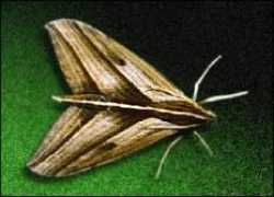 nhm.ac.uk Elibia